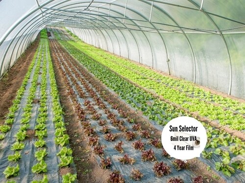 Sun Selector films Greenhouse Film 6 mil 4 Year