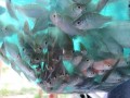 Picture of 30 'W x 48 ' L Grand A-Frame School Aquaponics Package  