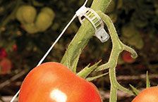 Tomato Clip