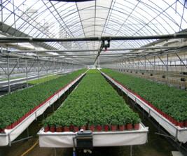 Hydroponic Production Greenhouse