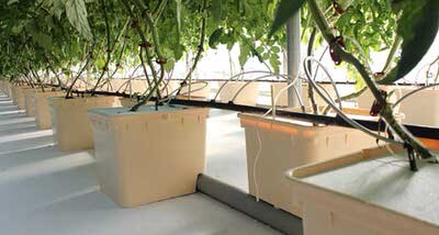 Dutch Bucket Hydroponic System