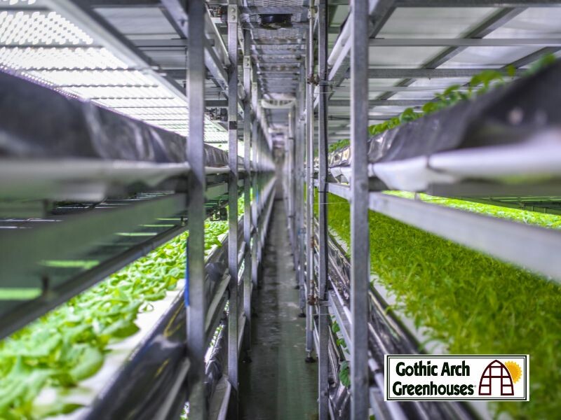 7 of the Most Profitable Greenhouse Crops