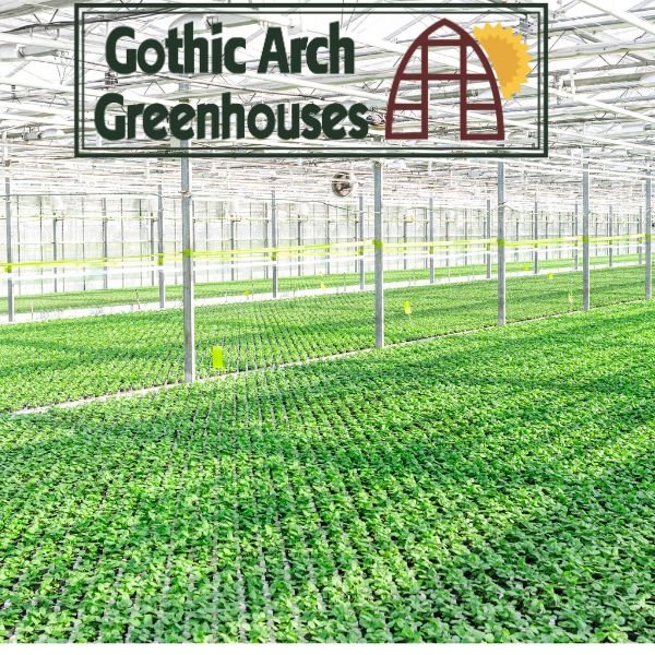 Lush greenhouse-grown herbs such as mint, parsley, and cilantro thriving in pots inside a temperature-controlled winter greenhouse.