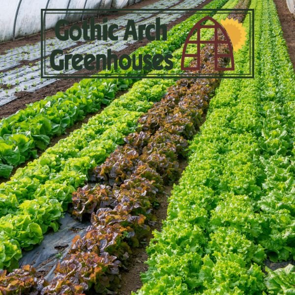 Cold-hardy salad greens growing in a winter greenhouse, including lettuce, spinach, kale, and arugula, under LED grow lights.