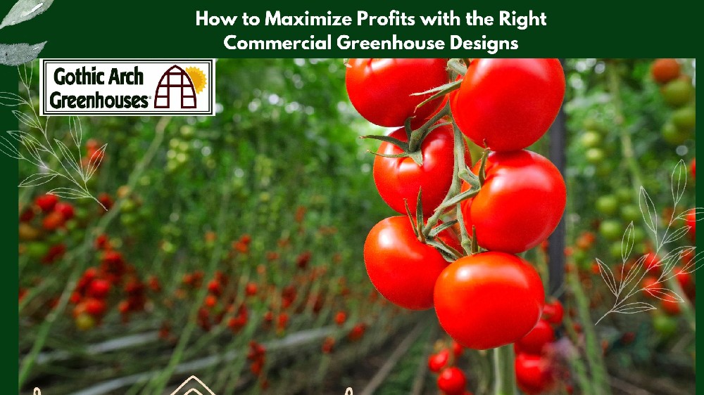 Spacious commercial greenhouse with optimized layout, automated ventilation, and high-yield crop rows — showcasing efficient design strategies to maximize agricultural productivity and profits