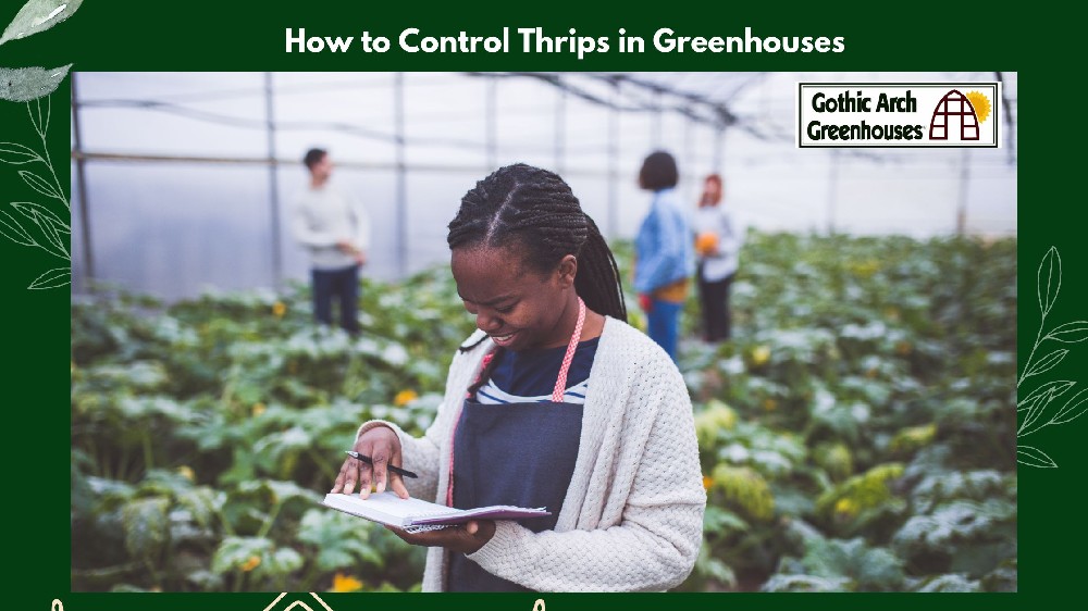 Control Thrips in Greenhouses