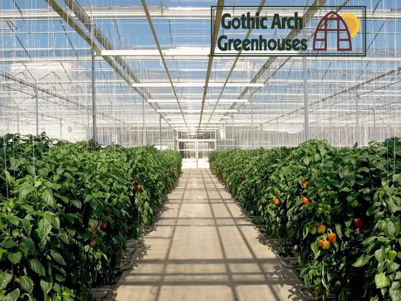 Thriving winter crops in a greenhouse environment
