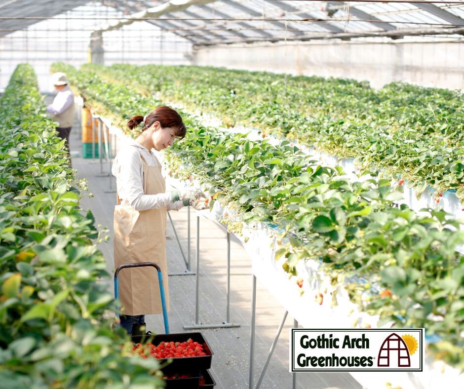 Greenhouse Safety Checklist for Commercial Growers
