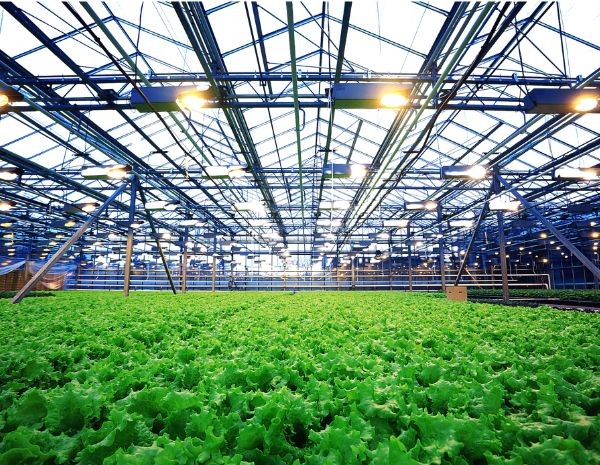 Photo: A Thriving Automated Greenhouse