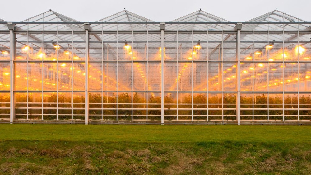 Comparison of Different Grow Lights