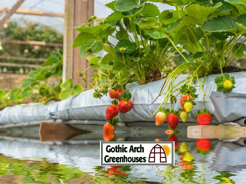 Learn to Grow Strawberries with Hydroponic Systems 