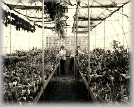 The Gothic Arch Greenhouses Story