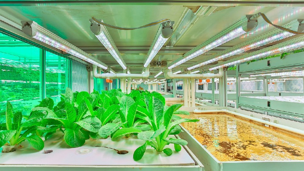 Diagram Comparing Hydroponics and Aquaponics Systems