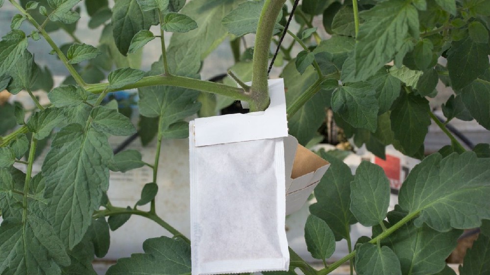 Flowchart of Integrated Pest Management in Greenhouses