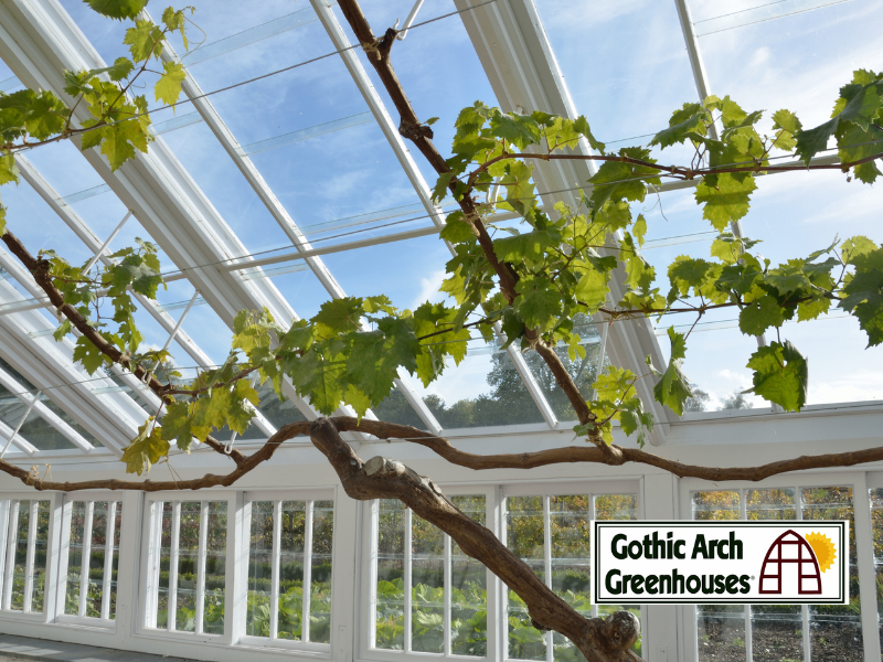 Why Choose a Luxury Greenhouse