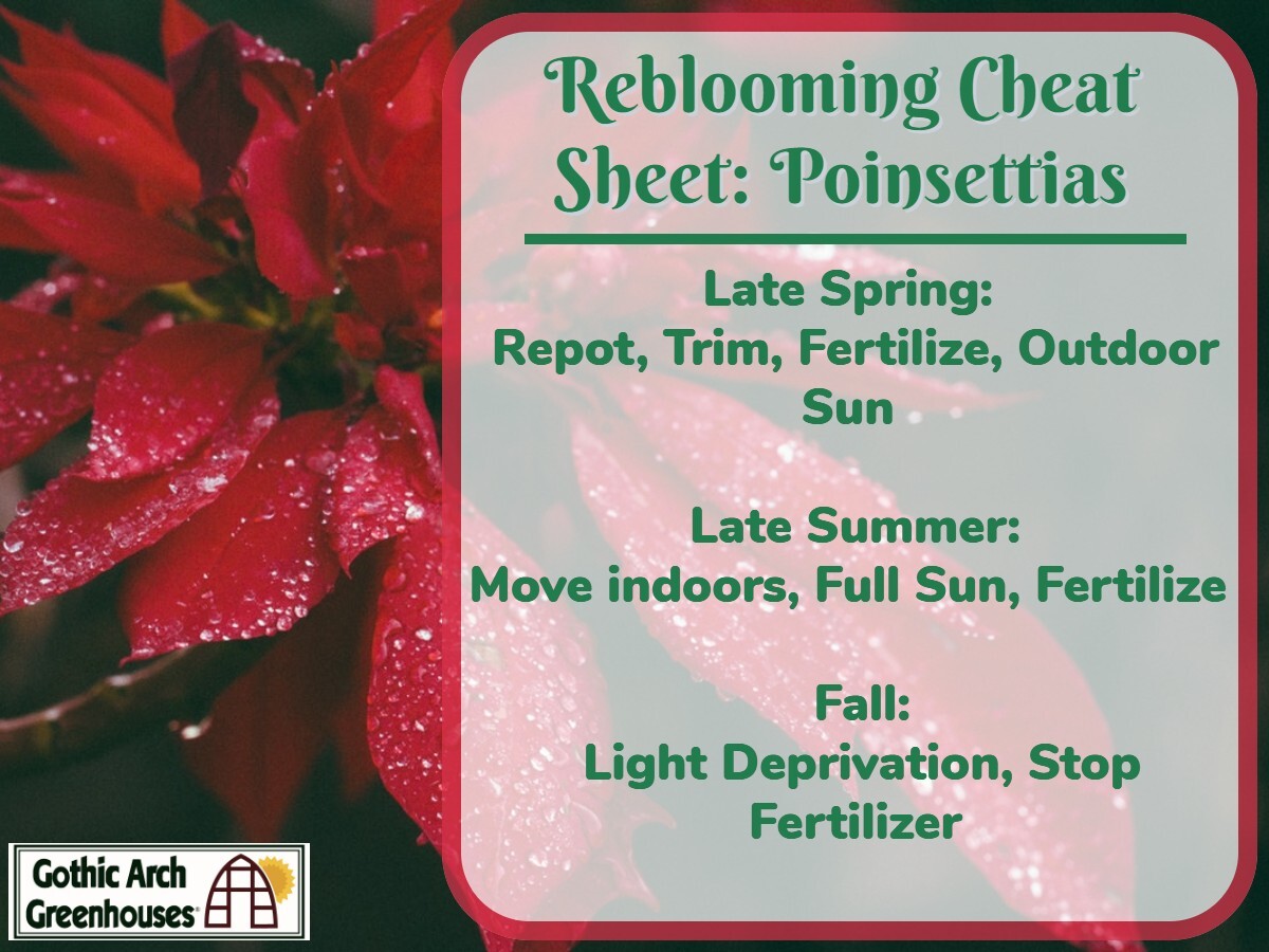 Poinsettia Care Plan for Reblooming