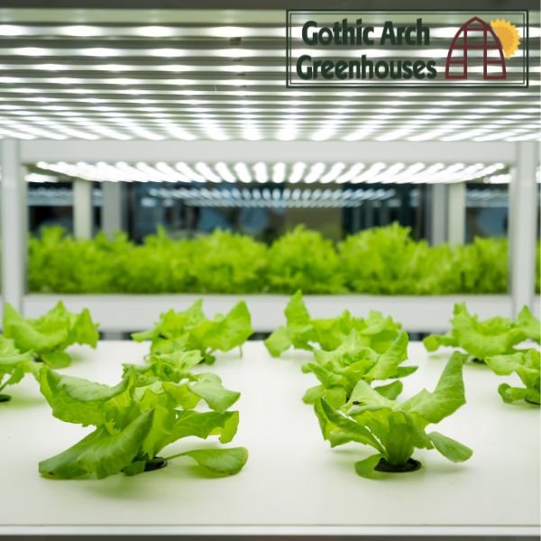 Rows of young vegetable seedlings growing on a heated propagation bench under LED grow lights