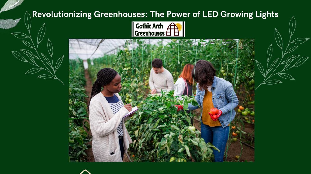 LED growing lights for commercial Greenhouses