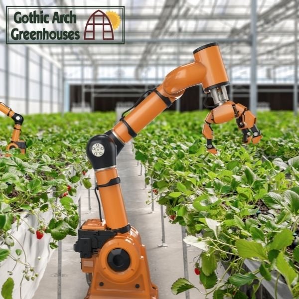 Robotic arm harvesting tomatoes in a modern greenhouse