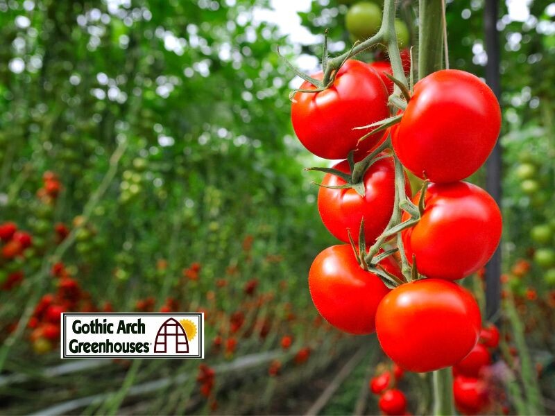 Summer Greenhouse Essentials