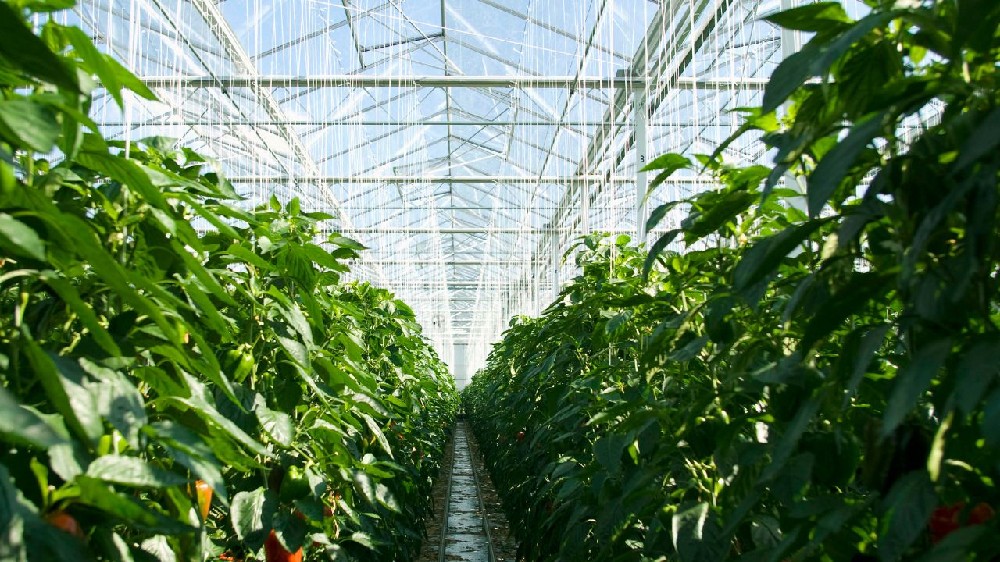 Diagram: Traditional vs. Automated Greenhouses