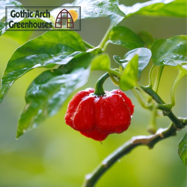 Trinidad Moruga Scorpion peppers ripening on a vibrant green plant in a greenhouse, showcasing their signature bumpy texture and deep red color — one of the hottest chili peppers in the world.