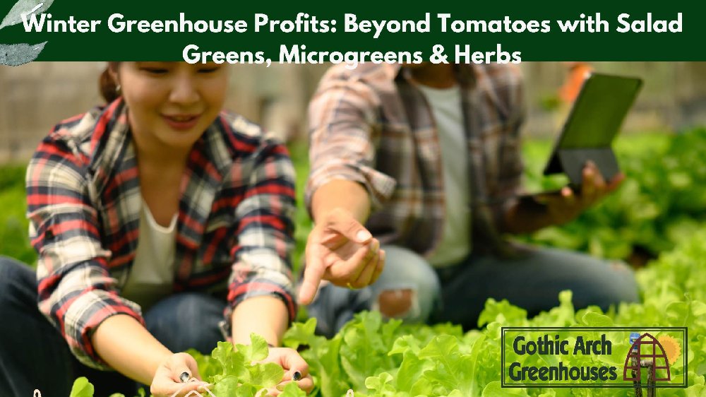 Fresh culinary herbs growing in a greenhouse, including parsley, mint, and cilantro, thriving under natural light and temperature-controlled winter conditions.