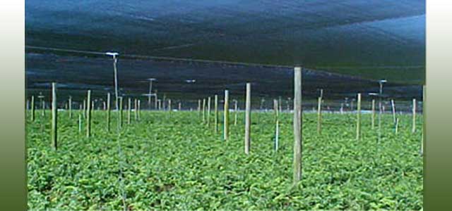 Woven Black Shade Cloth 